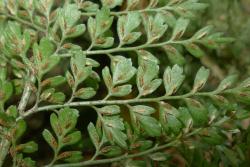 Asplenium hookerianum. Abaxial surface of lamina with stalked ultimate segments, showing sori and indusia elongated along veins away from margins.  
 Image: L.R. Perrie © Te Papa CC BY-NC 3.0 NZ